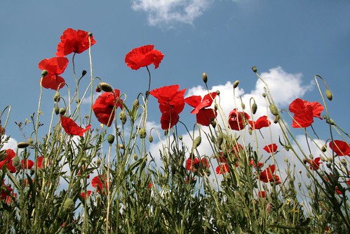 Karen Roe Poppies | I took a leisurely drive into the Suffol… | Flickr