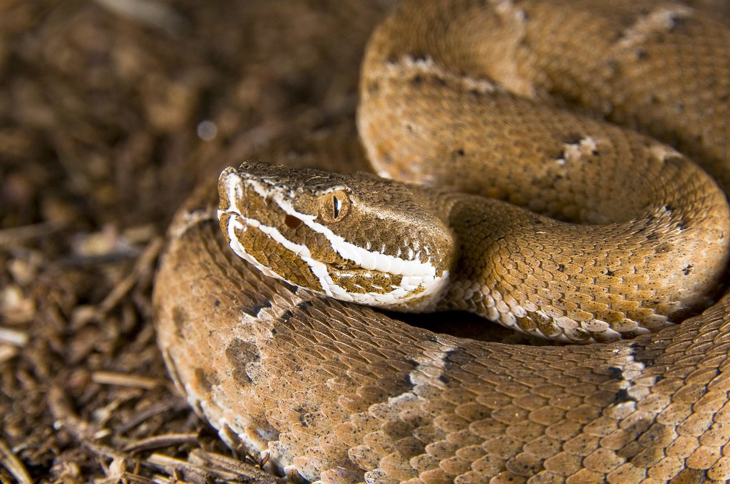 Resultado de imagem para Ridge-nosed rattlesnake