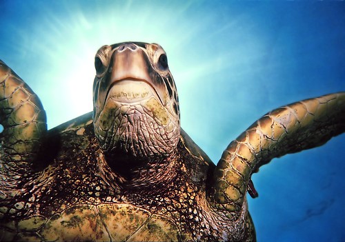 Tripod, the green sea turtle -Hi-Res-