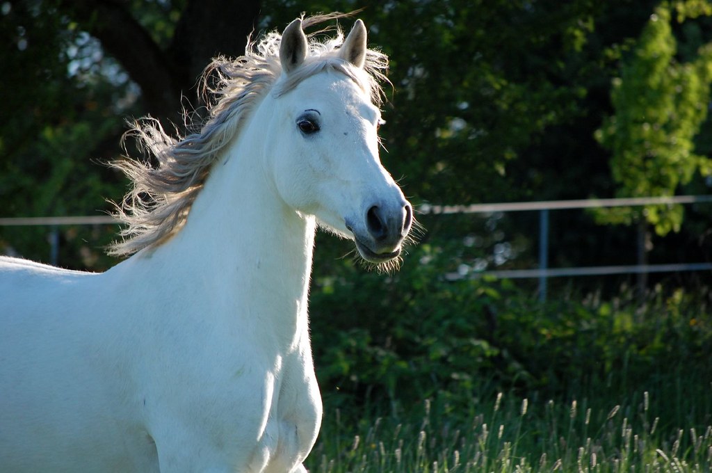 Image result for connemara stallion