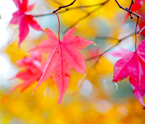 Japanese Maple Leaf Autumn