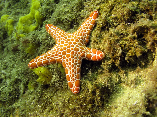 Biscuit Starfish | Tosia queenslandensis | Glen MacLarty | Flickr