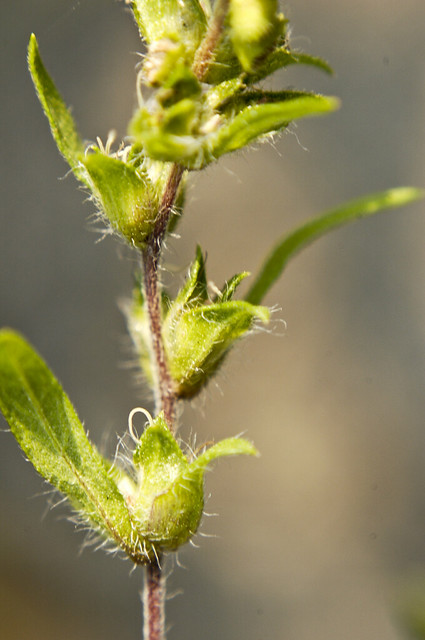 Ambrosia artemisiifolia elatior COMMON RAGWEED