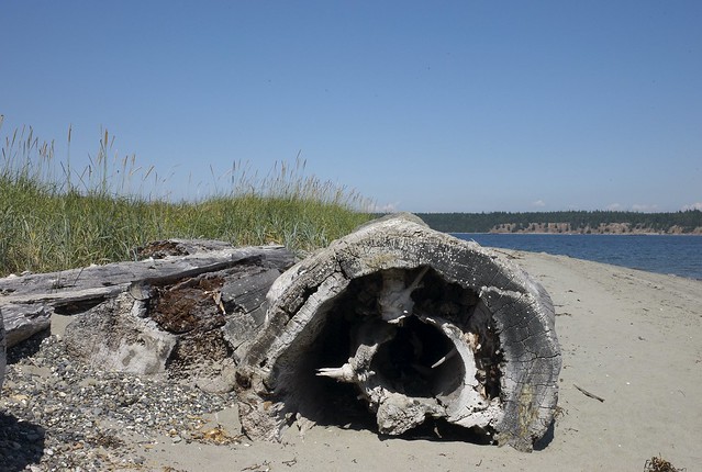 beach log