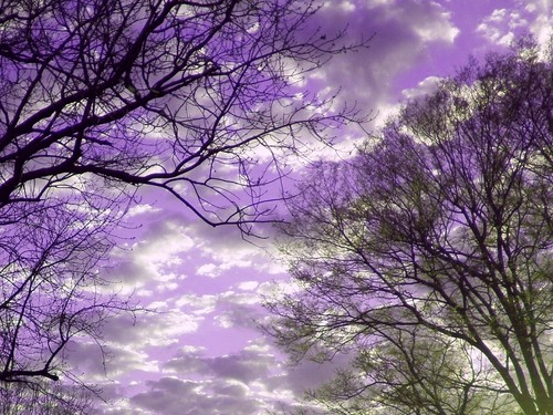 Clouds & Trees at Sunset in Kentucky with Purple Sky 1024 … | Flickr