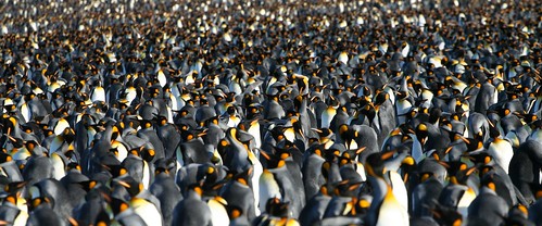 Image result for penguin colony