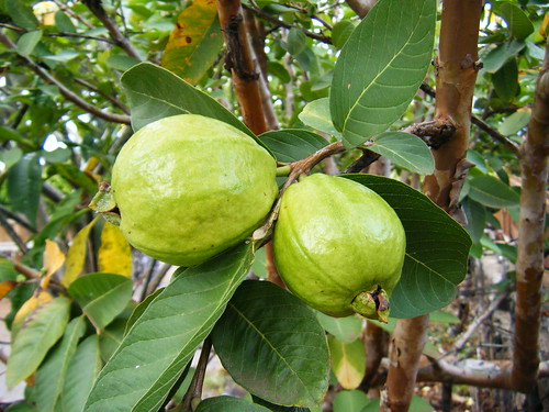 White Guava | Eagerly waiting for them to ripen! | Rosa Say | Flickr