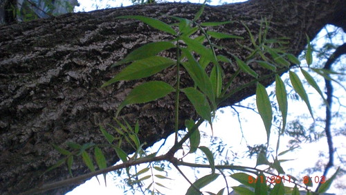 Amur Corktree