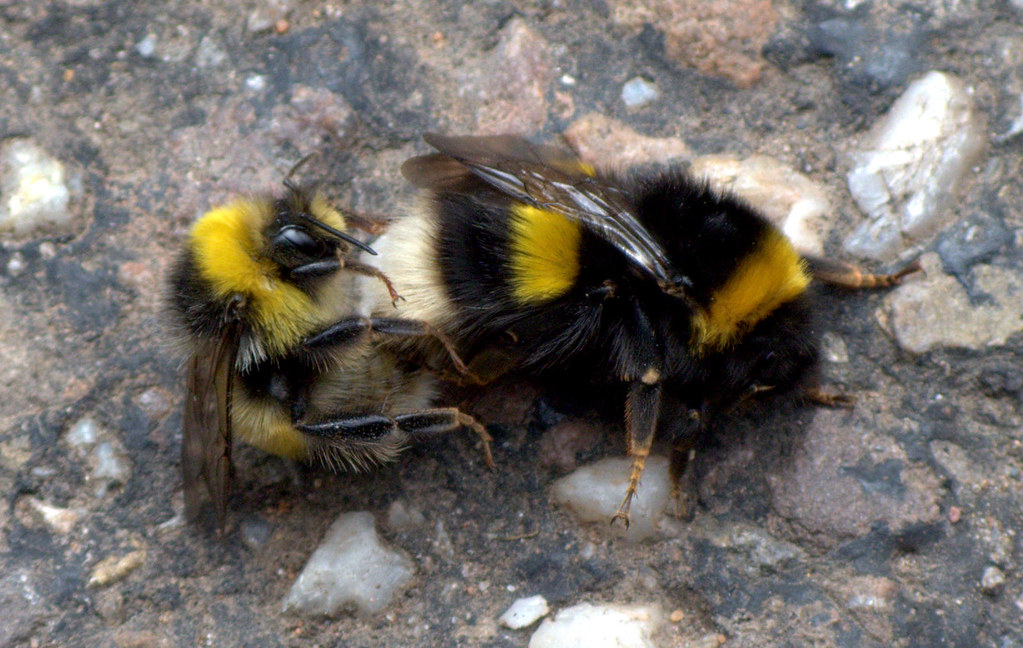Bumble Bee Sex