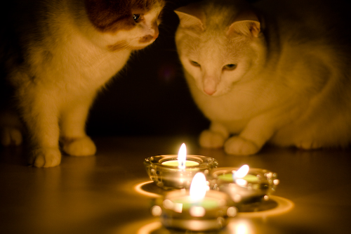 Image result for cats and christmas candles