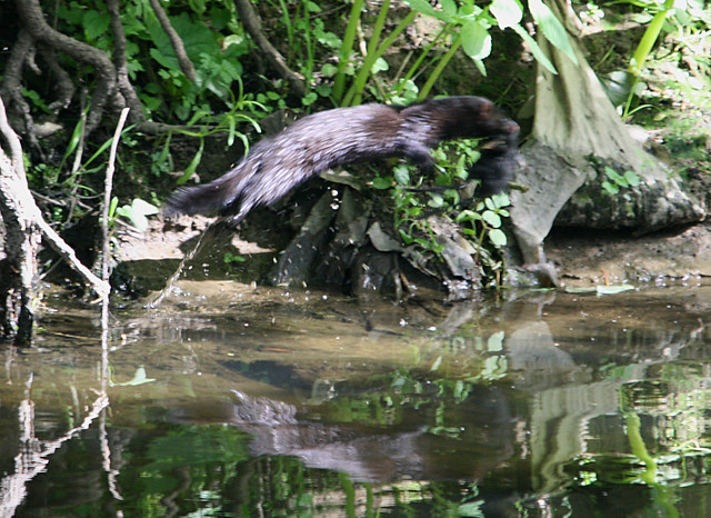 Mink and Moorhen chick