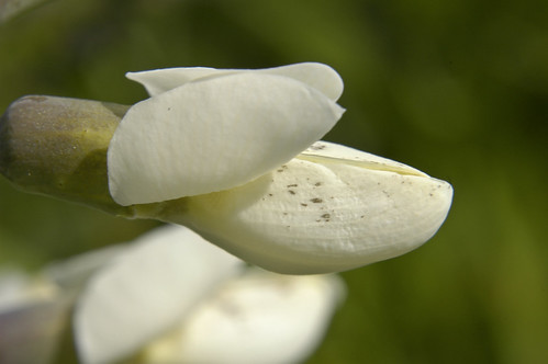Baptisia leucantha WHITE WILD INDIGO