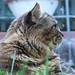 Maine Coon - Chimsky - Creative Commons by gnuckx