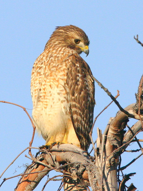 Red-shouldered Hawk 20090103