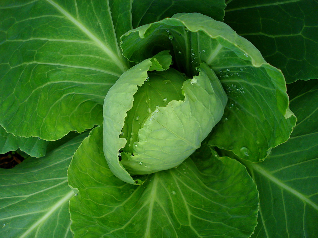 Image result for Leafy Green Vegetables