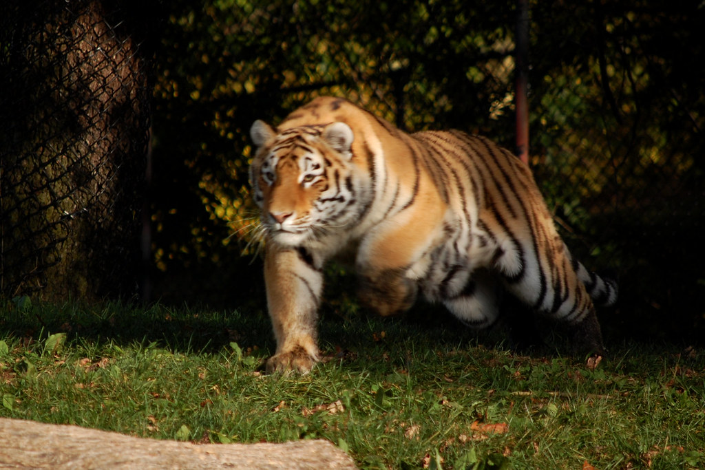 Image result for tiger chasing
