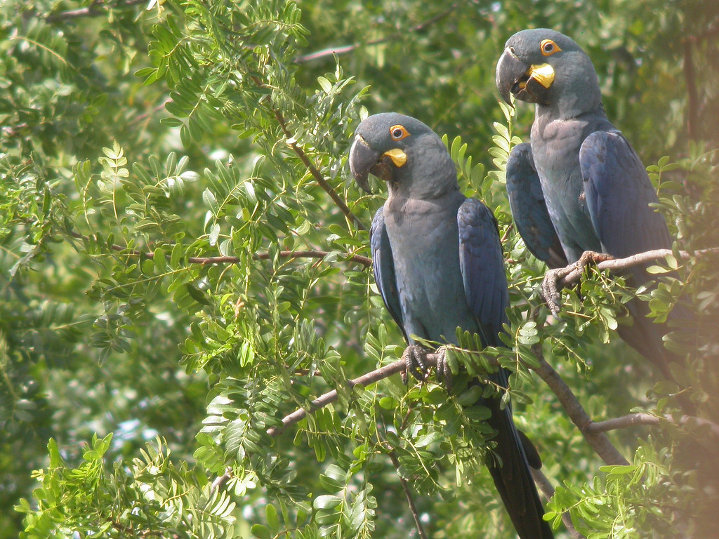 glaucous macaw ile ilgili gÃ¶rsel sonucu