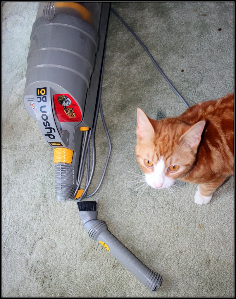 Image result for cat and dyson vacuum
