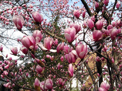 Magnolia Beauty | Joana Roja | Flickr