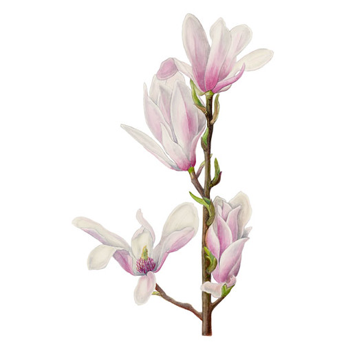 Magnolia | This watercolour of a Magnolia branch was painted… | Flickr