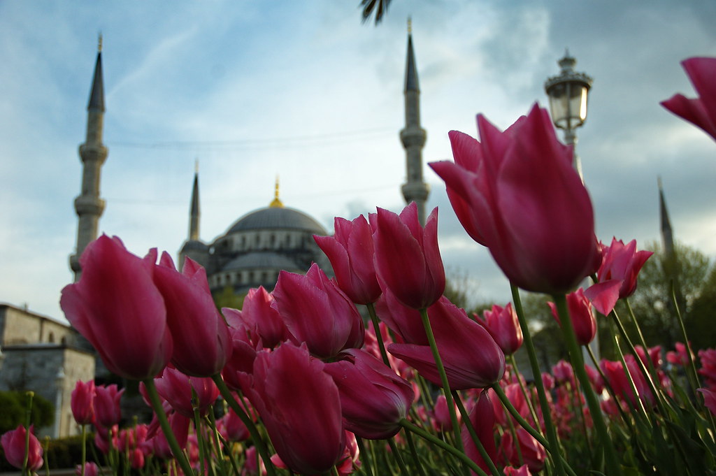 Istanbul: Sultan Ahmed Mosque (Blue Mosque) with Tulips