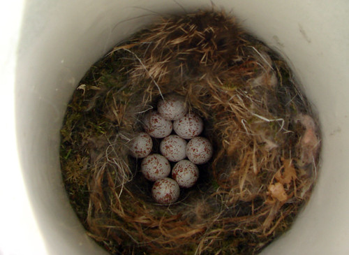 Black-capped Chickadee nest with nine eggs