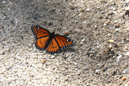 Viceroy Butterfly (Limenitis archippus)