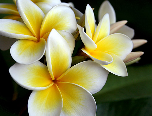 Yellow Plumerias | From my garden. | Marcie Gonzalez | Flickr