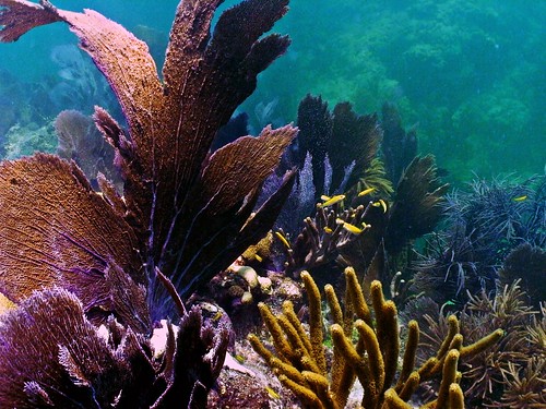 Looe Key Coral Reef National Marine Sanctuary | A school of … | Flickr