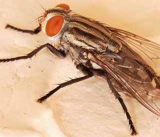 Fly Anatomy | Testing the 1:1 capability on the new lens. | Rami ™ | Flickr