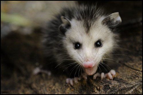 Opossum joey | Kevin Fleming | Flickr