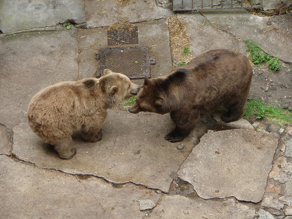 Český Krumlov bears