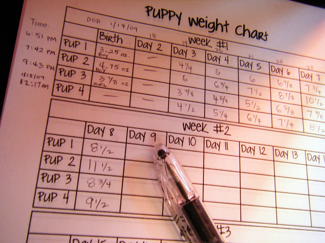 Puppy Weight Chart | They are growing well! This was taken a… | Flickr