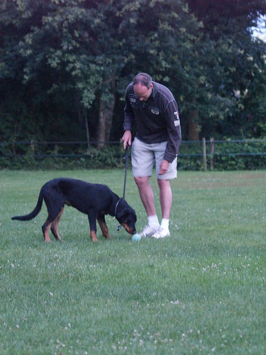 Dog training: trying some sports | by Hotfield