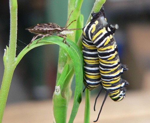 Monarch caterpillar death Horrid creature that can do this… Flickr