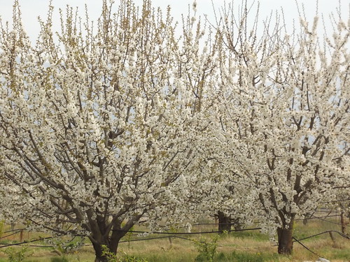 Cherry trees in blossom