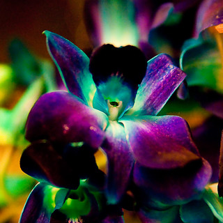 ~108~ orchid | My brother got me these crazy dyed orchids wh… | Flickr