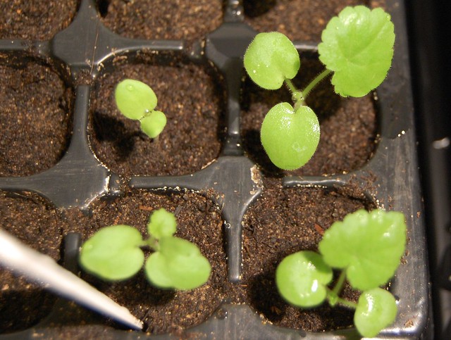 Geranium Seedlings