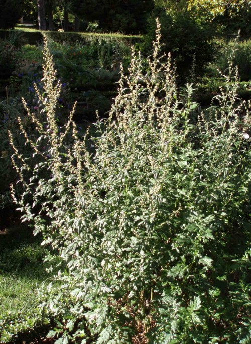 Artemisia vulgaris 4016462004_7f71cd51a3_o