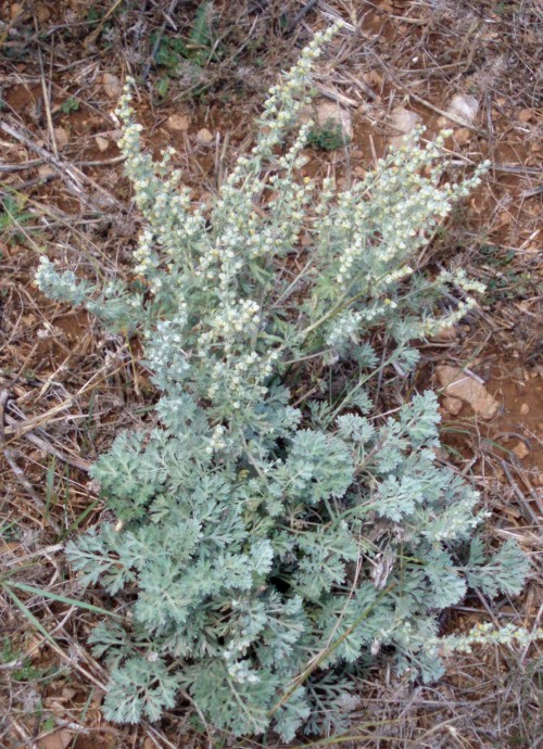 Artemisia absinthium 4015699615_b7a1f51eba_o