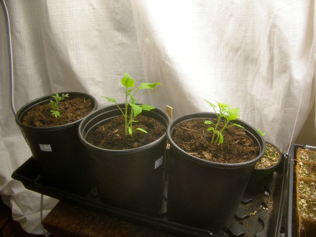 Tomato plants growing! - 1