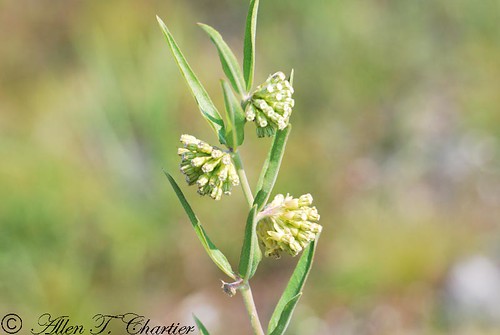 Asclepias hirtella (Prairie Milkweed)