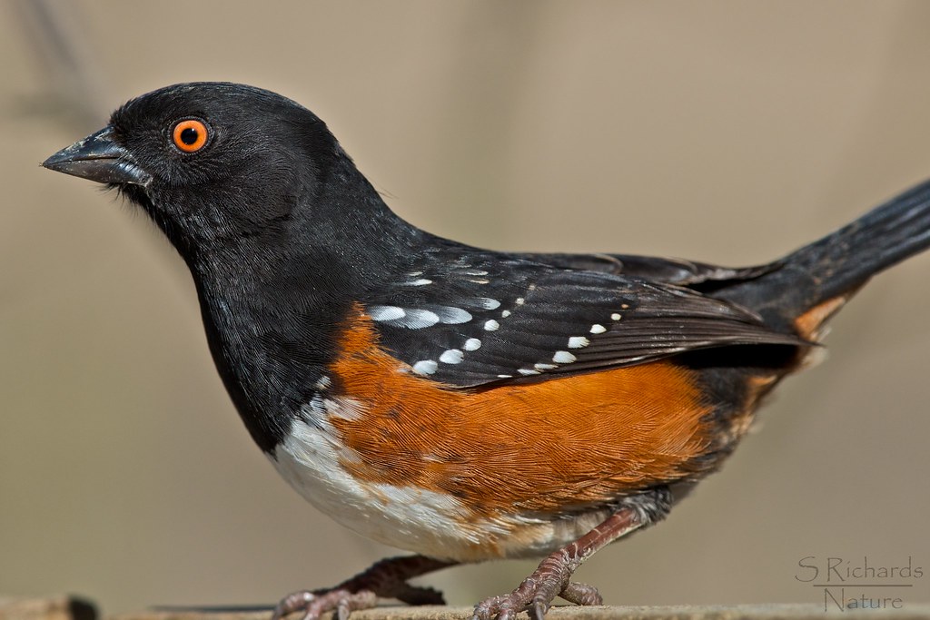Image result for rufous sided towhee
