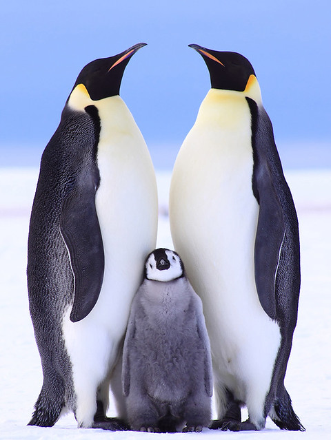 Image result for emperor penguin