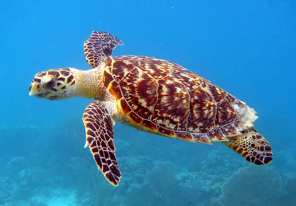 Image result for hawksbill sea turtle