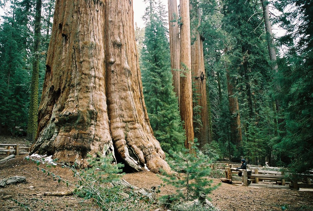 General Sherman Giant Sequoia