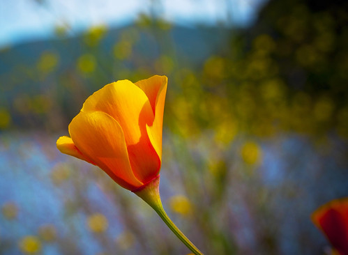 California Poppy | Shot at Uvas Reservoir - Morgan Hill, Cal… | Flickr
