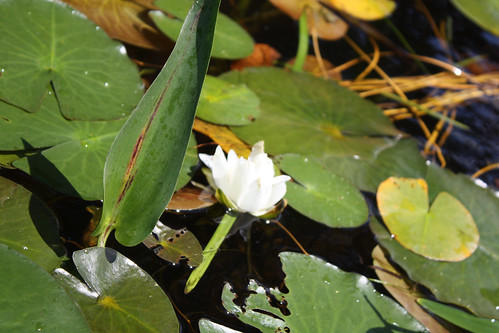 White Water Lily (Nymphaea odorata)
