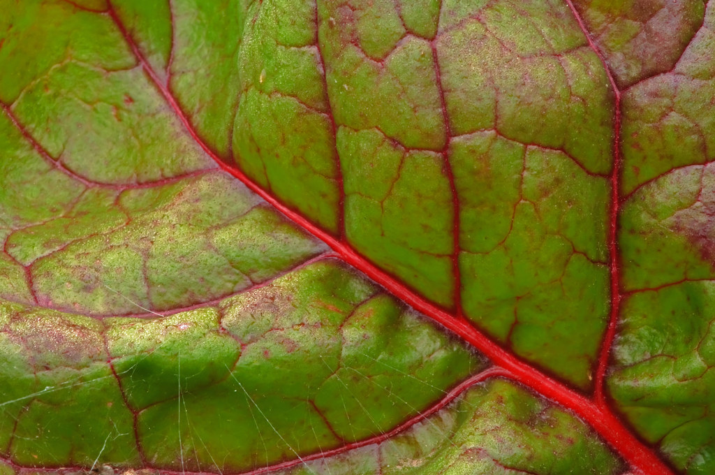 Leaf Veination Tamu Holistic Gardens College Station Tx Flickr