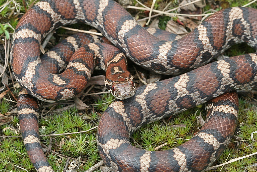 Snakes on the Plains: Snakes of Illinois Lifelist | Flickr